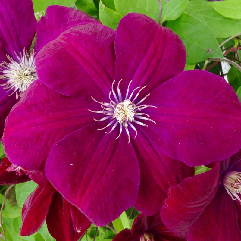 Clematis 'Warsaw Nike' Close