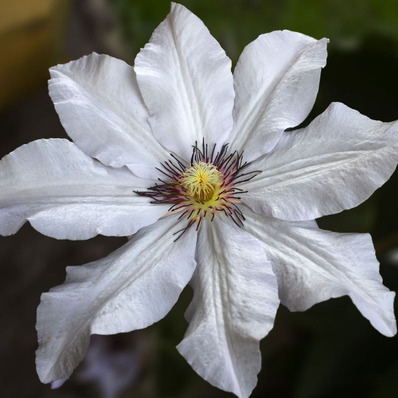 Clematis Wedding Day 3L Pot climber hero