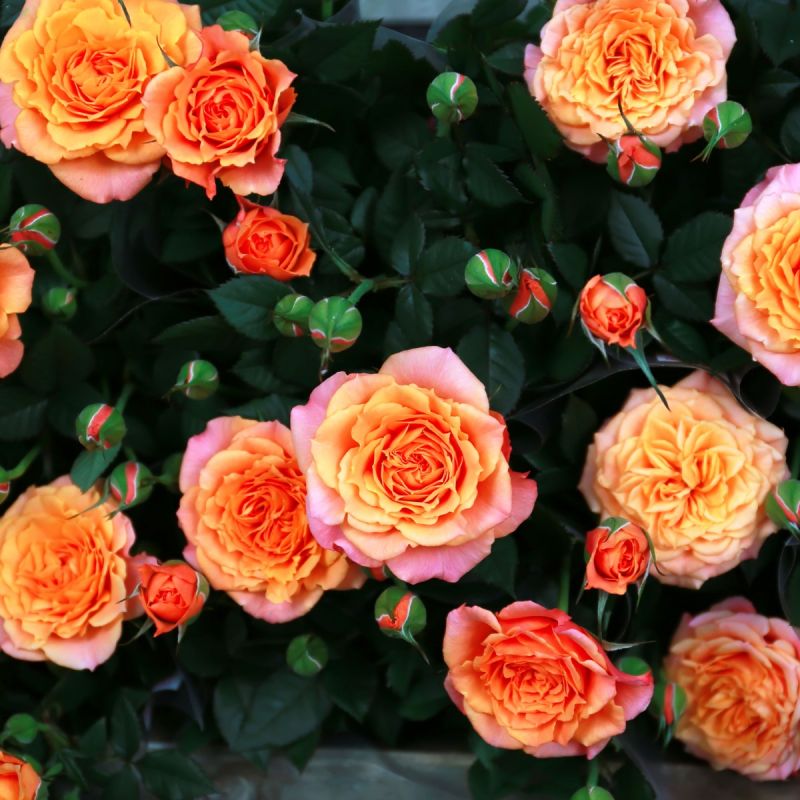 Mamma Mia Courtyard Climbing Rose 4L Pot birds eye