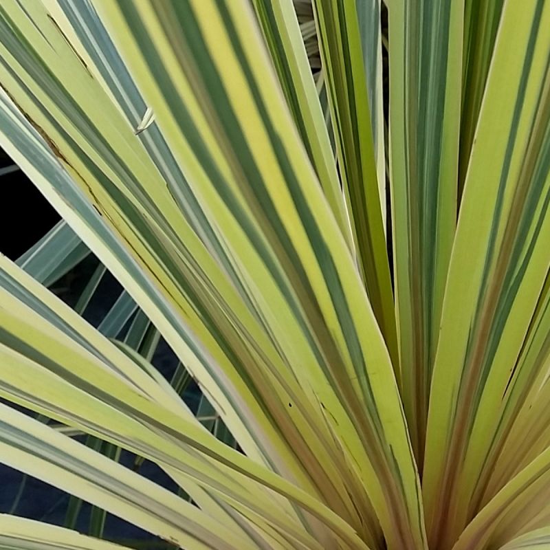 Cordyline Choc Mint - 2L Pot hero