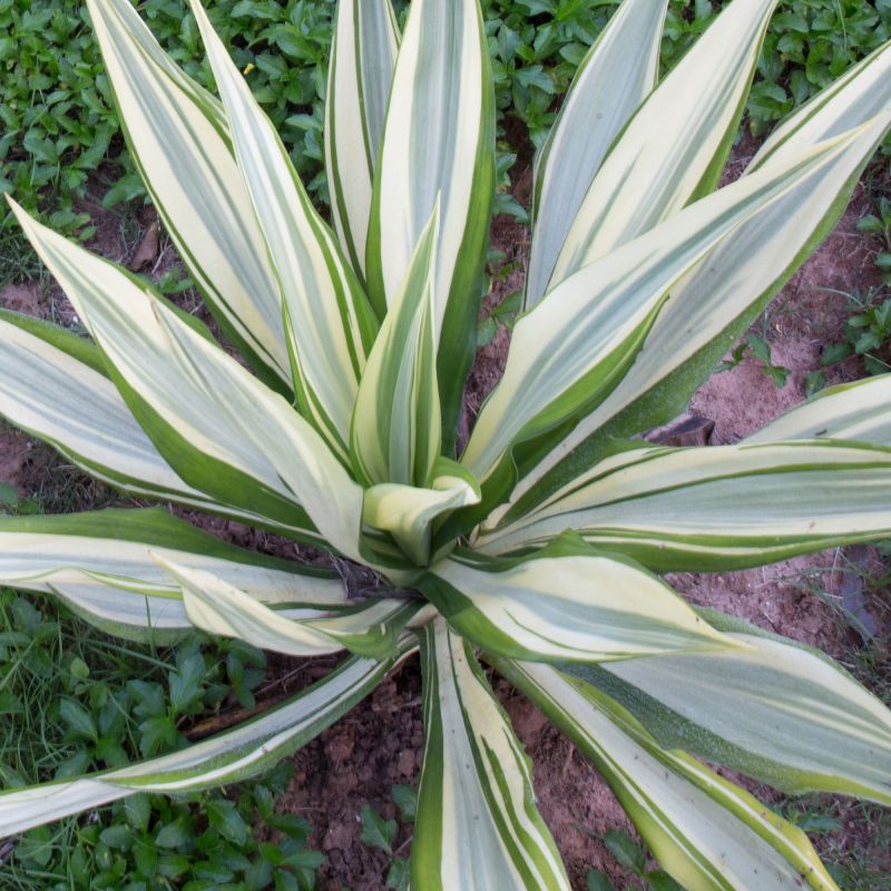 Cordyline Australis Emerald Star Shrub Hero