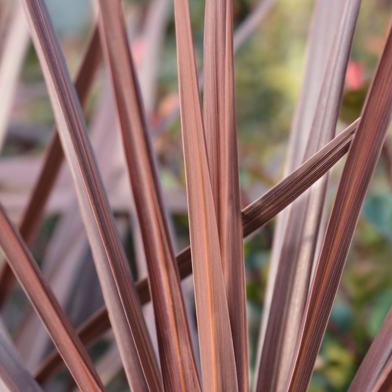 Cordyline Australis Red Star Shrub Full Hero