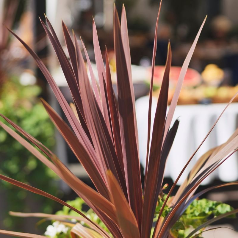 Cordyline Charlie Boy - 2L Pot hero