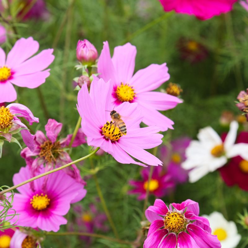 Coreopsis Rosea American Dream Perennial Hero