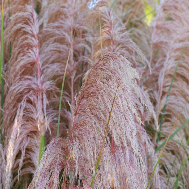cortaderia-selloana-'rosea'-grass-hero