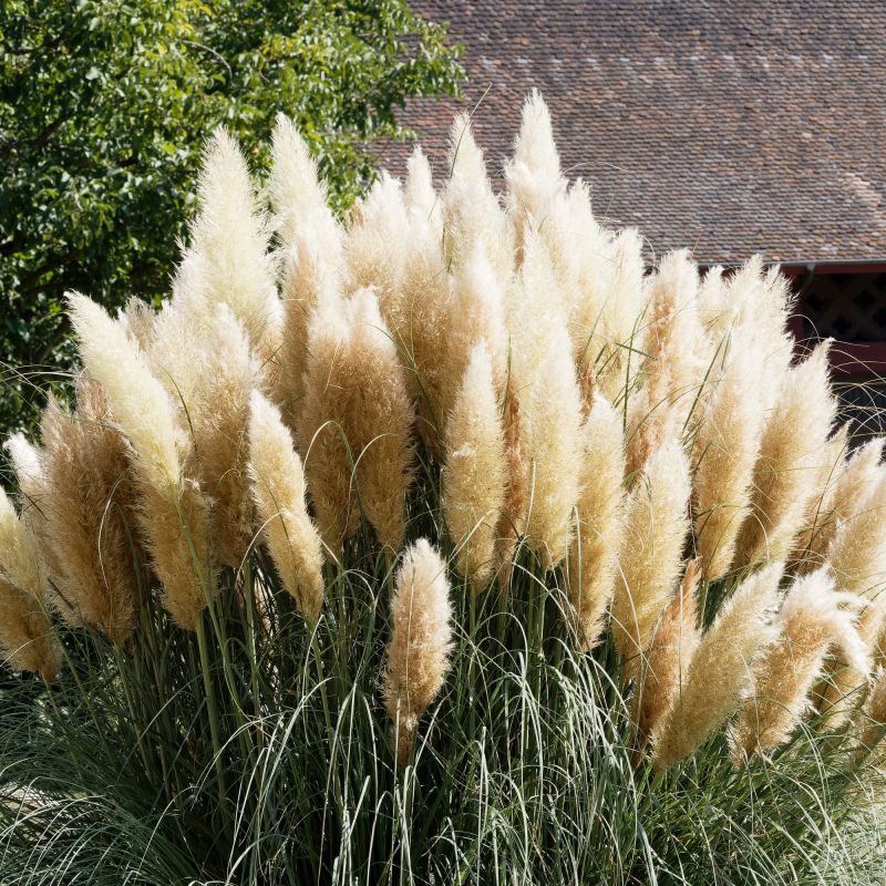Cortaderia Selloana Evita Perennial Hero