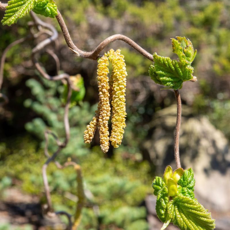 Corylus avellana 'Contorta hero