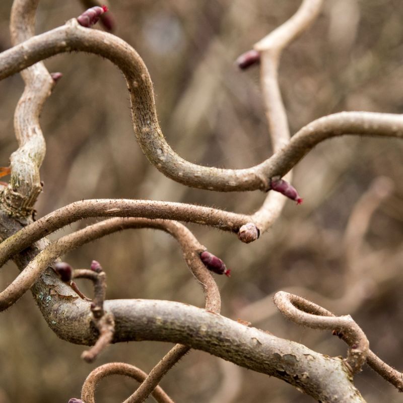 Corylus avellana 'Red Majestic' - 4L Pot Hero
