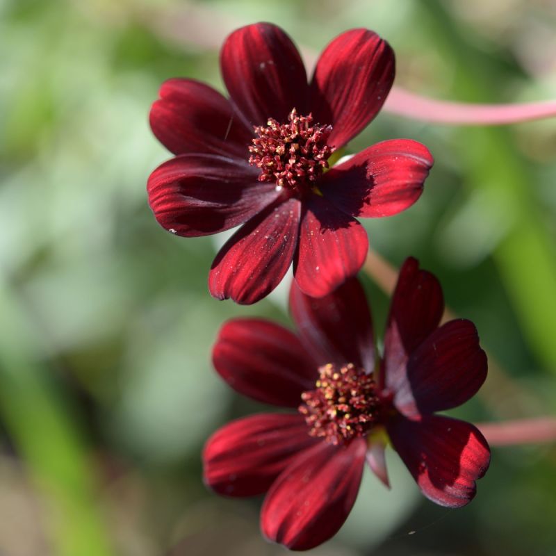 Cosmos atrosanguineus p9 pair