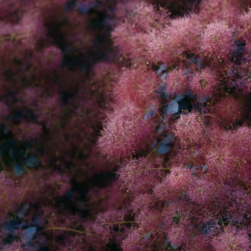 Cotinus Coggygria Dusky Maiden Shrub Hero