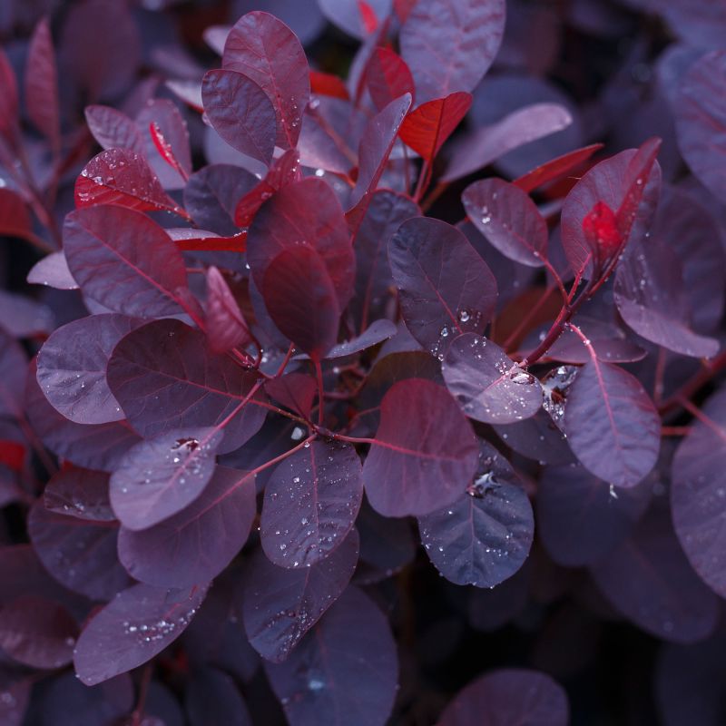 Cotinus Coggygria Lilla Shrub Close