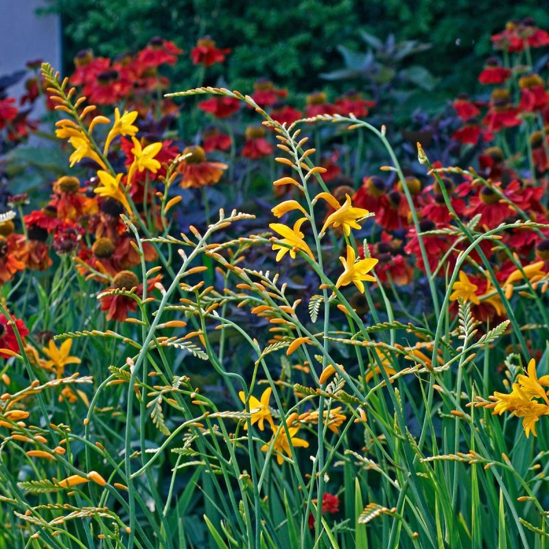 Crocosmia 'George Davidson' 3L hero