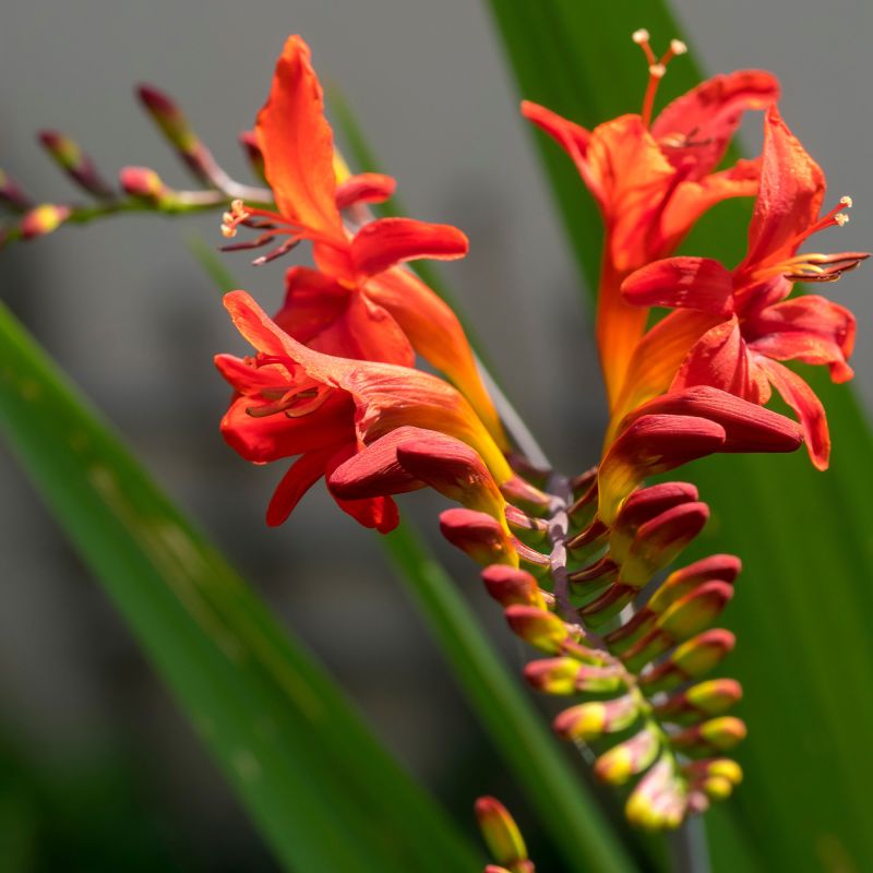 Crocosmia Lucifer Perennial Hero