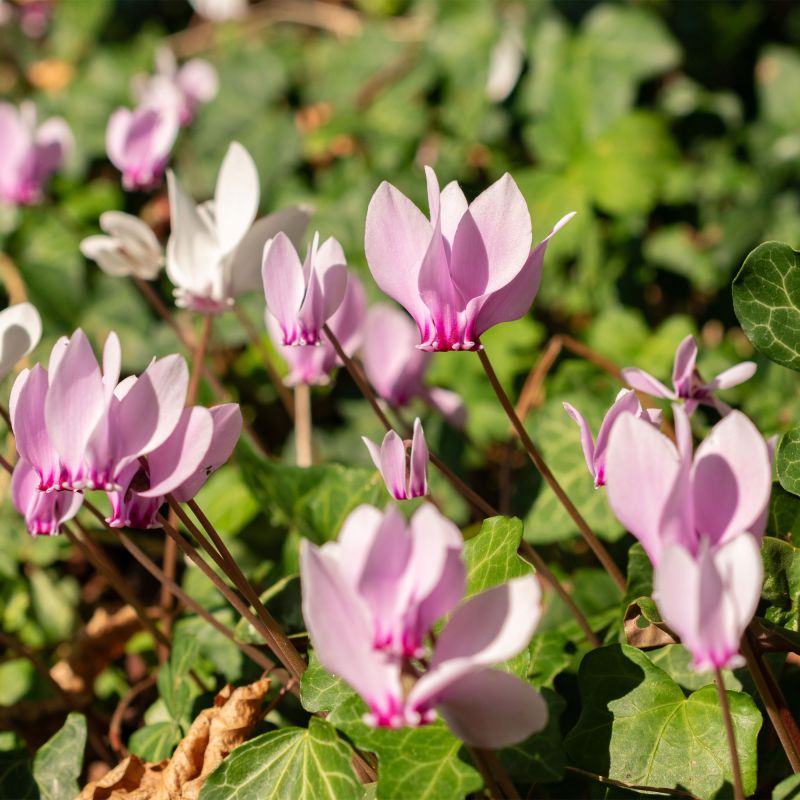 Cyclamen Hederifolium Perennial Hero