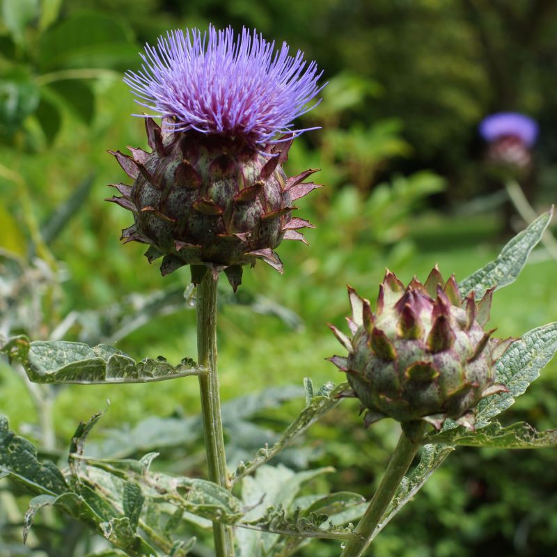 Cynara Cardunculus Perennial Hero