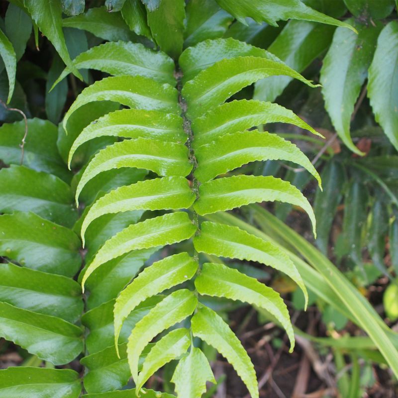 Cyrtomium Fortunei Clivicola Fern Hero