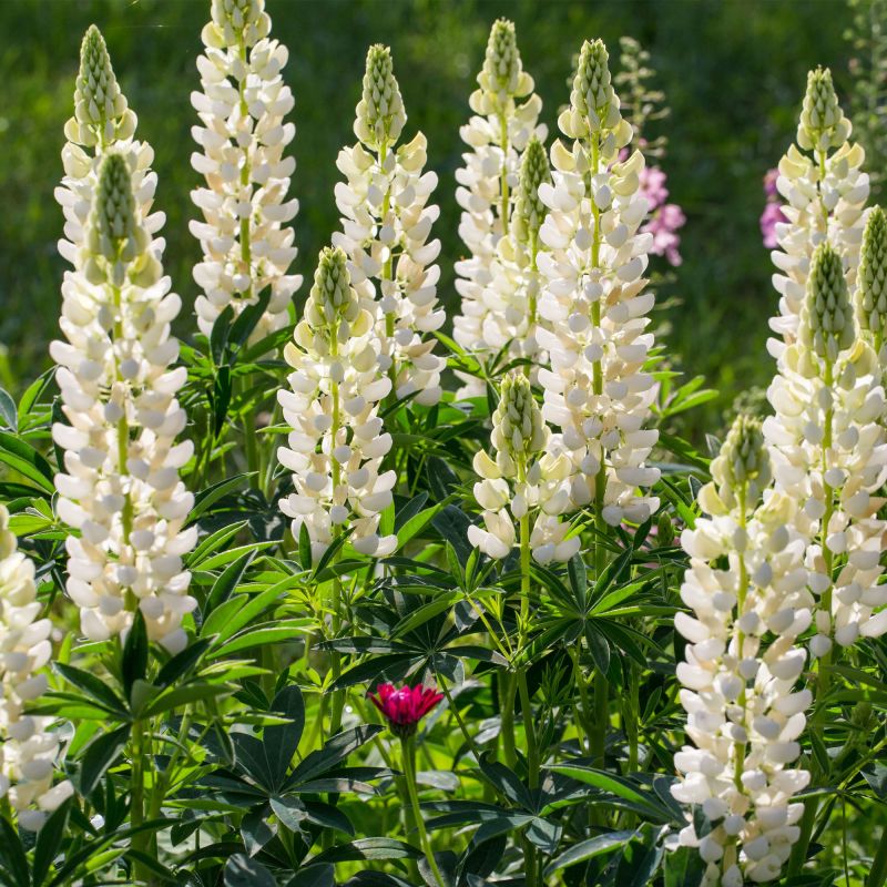 Lupinus Legendary White