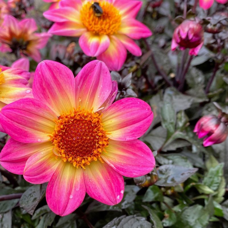 Dahlia Happy Days Halo - 2L Pot Perennial Hero
