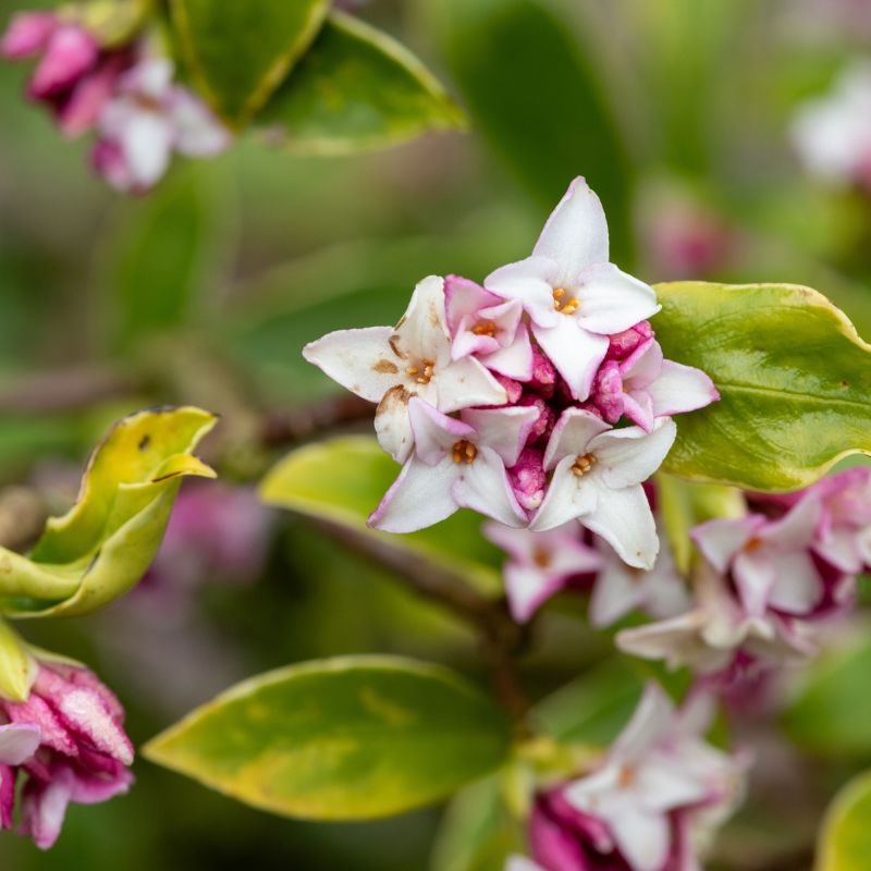 Daphne Perfume Princess Shrub Standout