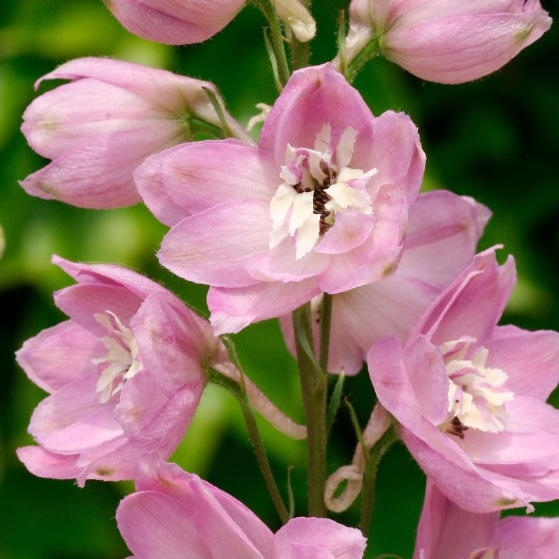 Delphinium Astolat Hero