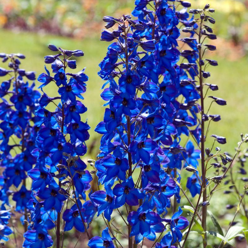 Delphinium Black Knight Perennial Hero