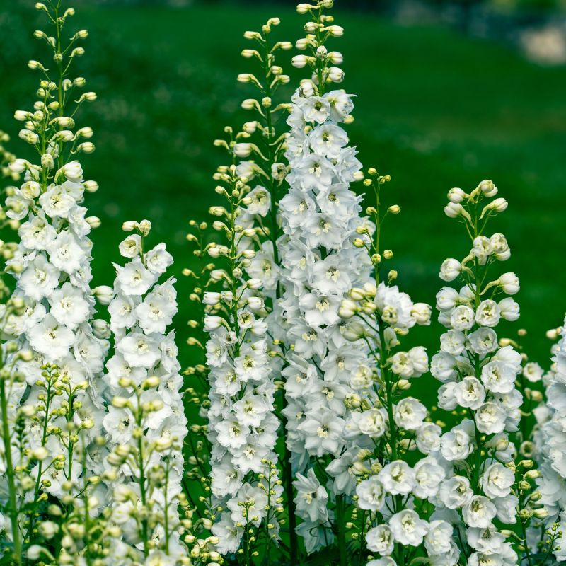 Delphinium Galahad Perennial Hero