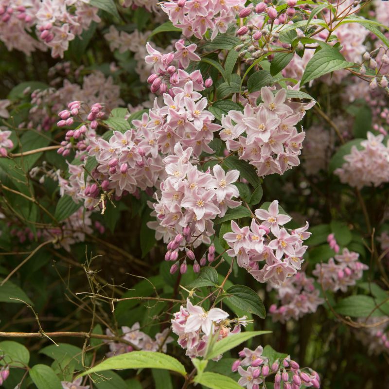 Deutzia Rosea Yuki Cherry Blossom Shrub Hero
