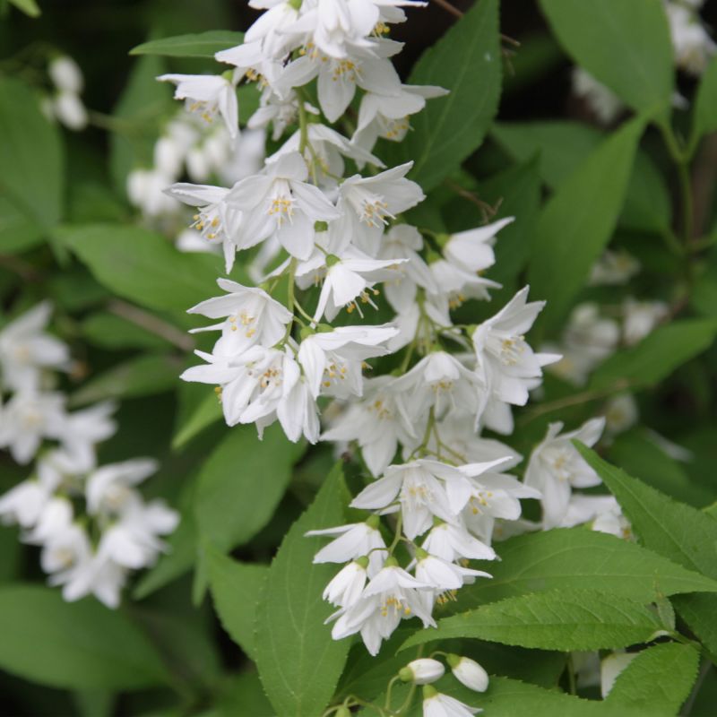 Deutzia Rosea Yuki Snowflake Shrub Hero