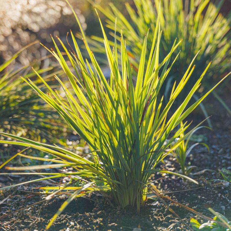 Dianella Coolvista Perennial Full Plant