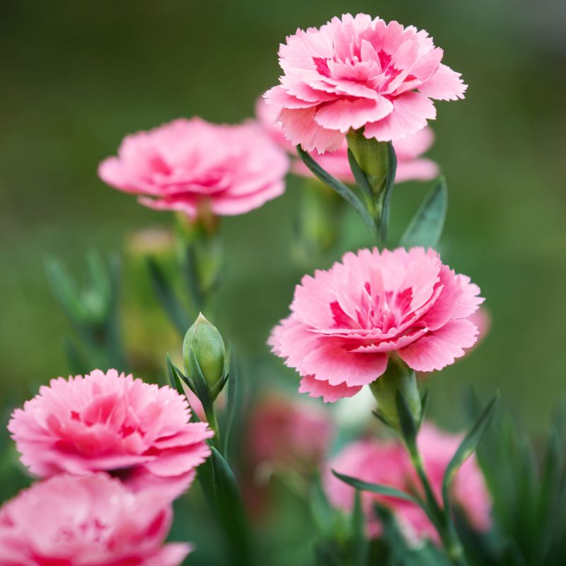 Dianthus Doris Perennial Hero
