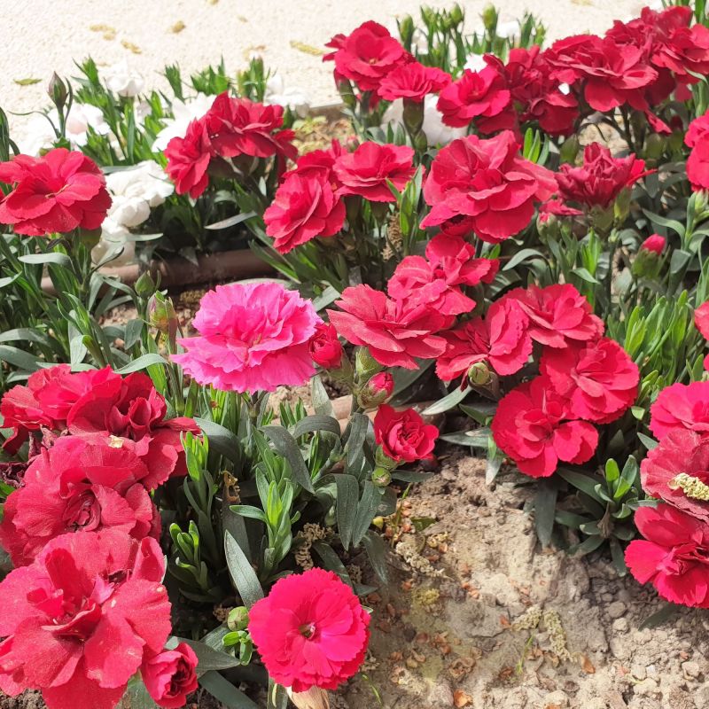 Dianthus Fusilier Perennial Hero