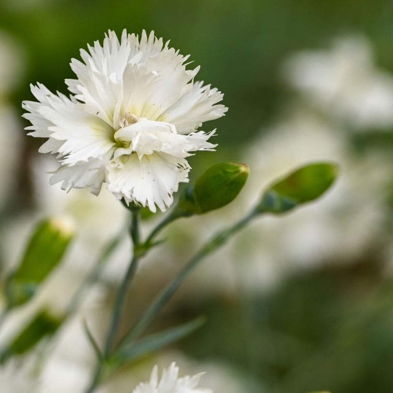 Dianthus Memories Hero
