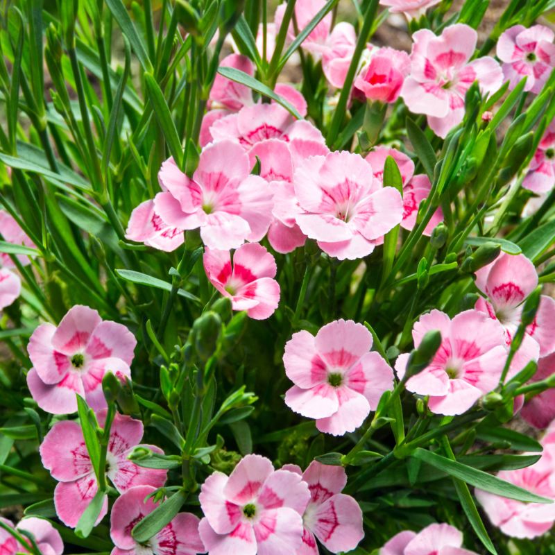 Dianthus Peach Party Perennial Hero