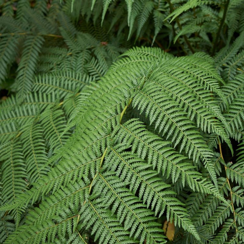 Dickinson Antartica Fern Branch
