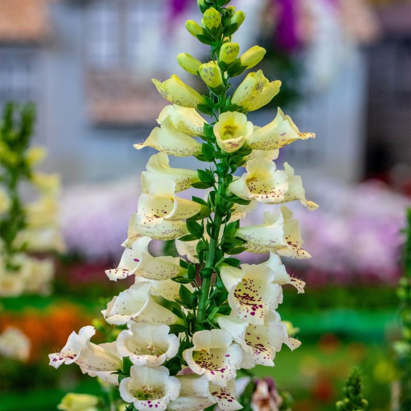 Digitalis 'Dalmatian Cream - 3L Pot hero
