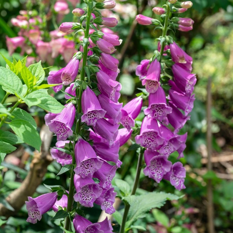 Foxglove 'Dalmatian Purple - 3L Pot hero