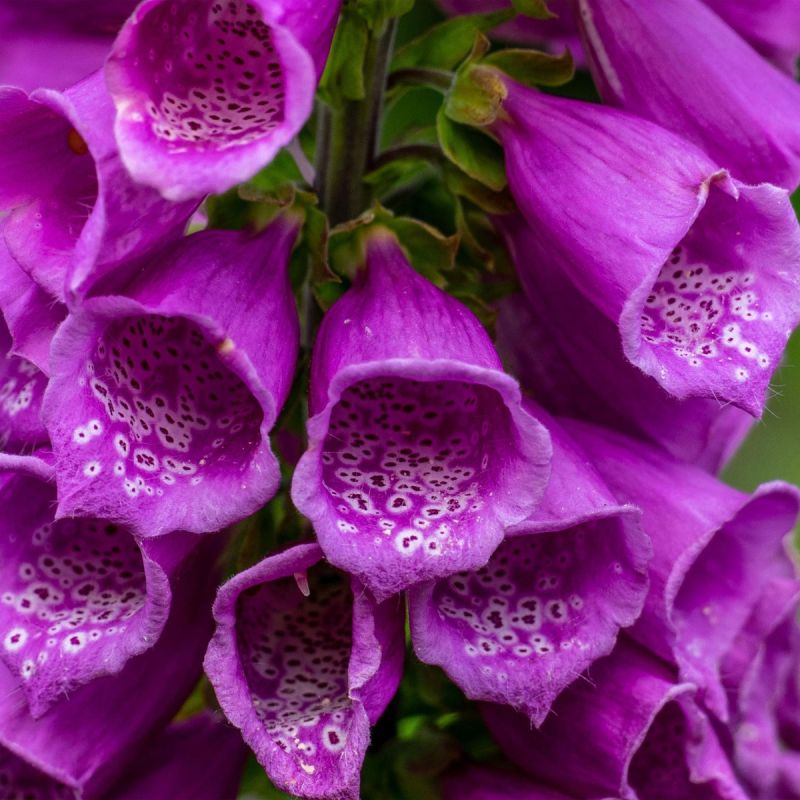 Digitalis Dalmation Purple 5L hero