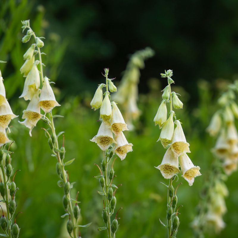 Digitalis Grandiflora Perennial Hero