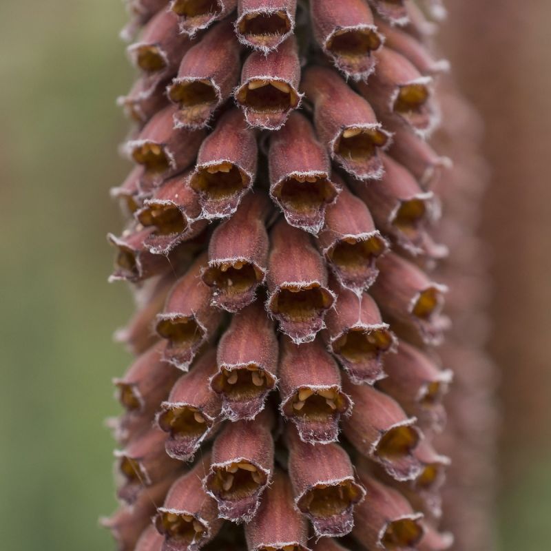 Digitalis 'Parviflora Milk Chocolate' - 2L Pot Hero