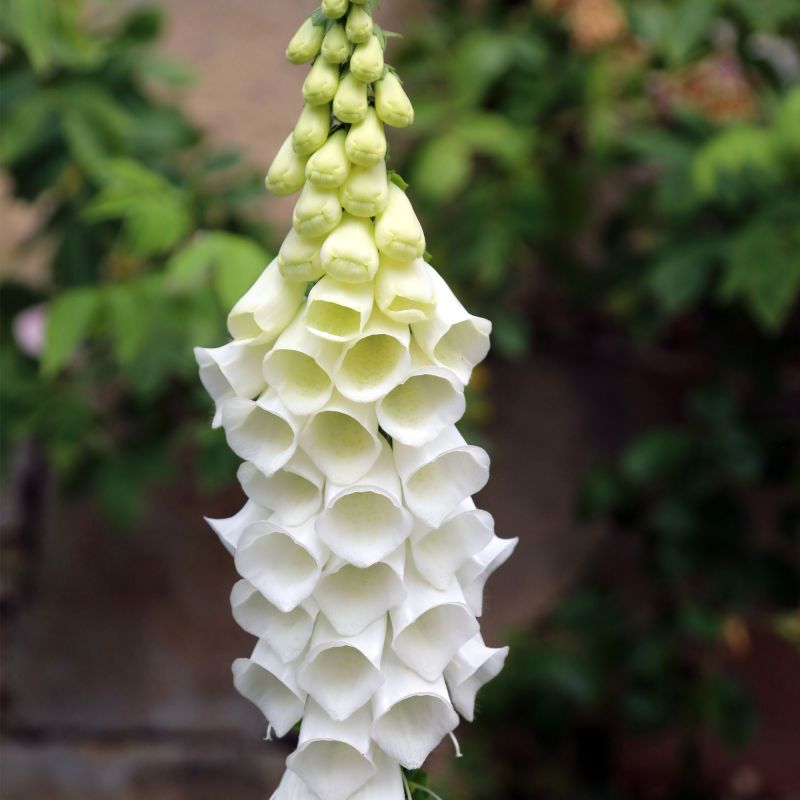 Digitalis Purpurea Alba Perennial Hero
