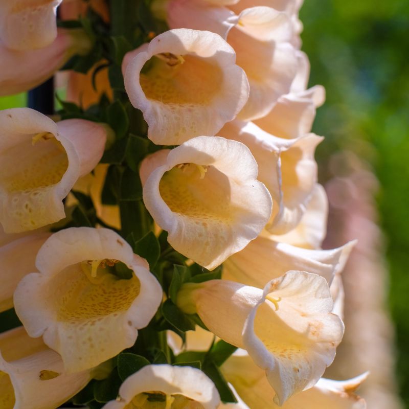 Digitalis Purpurea Apricot Beauty Perennial Hero