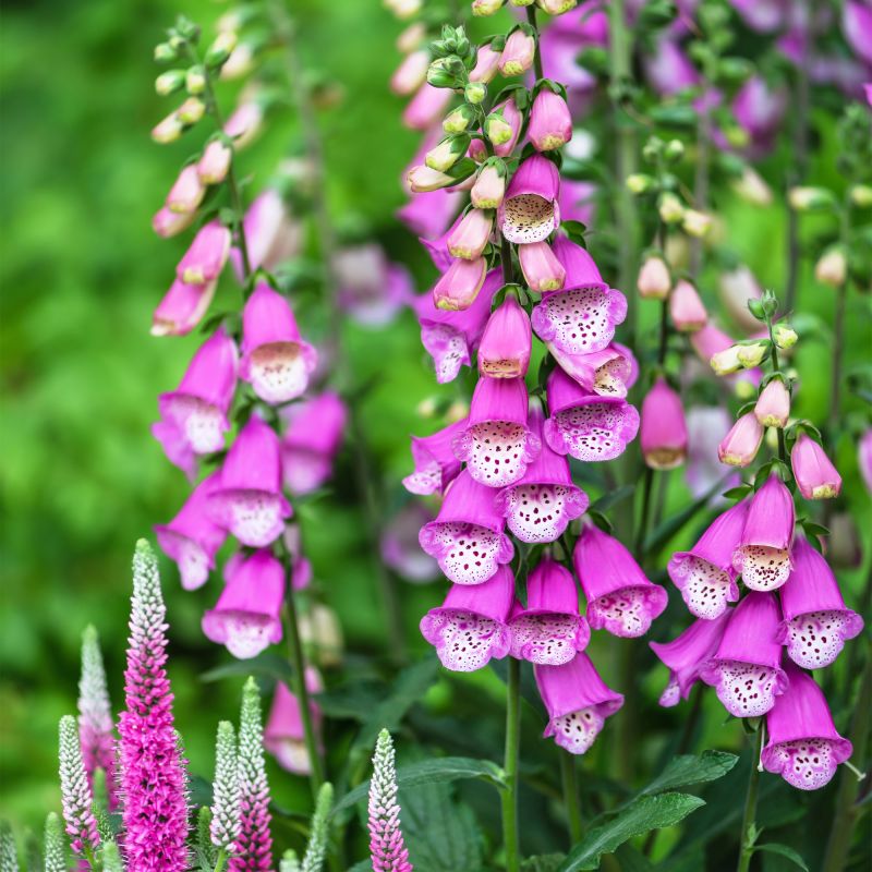 Digitalis Purpurea Foxy Hybrid Perennial Hero