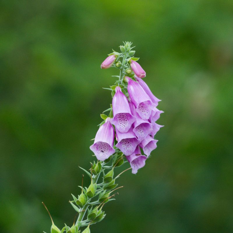 Digitalis Purpurea Perennial Hero