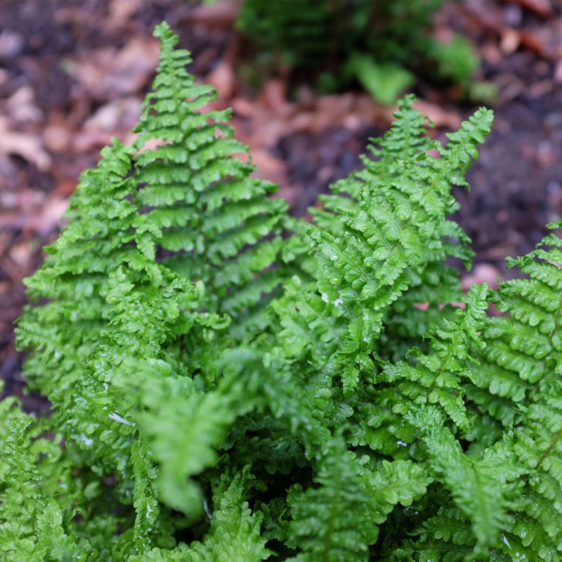 Dryopteris Affinis Crispa Fern Hero