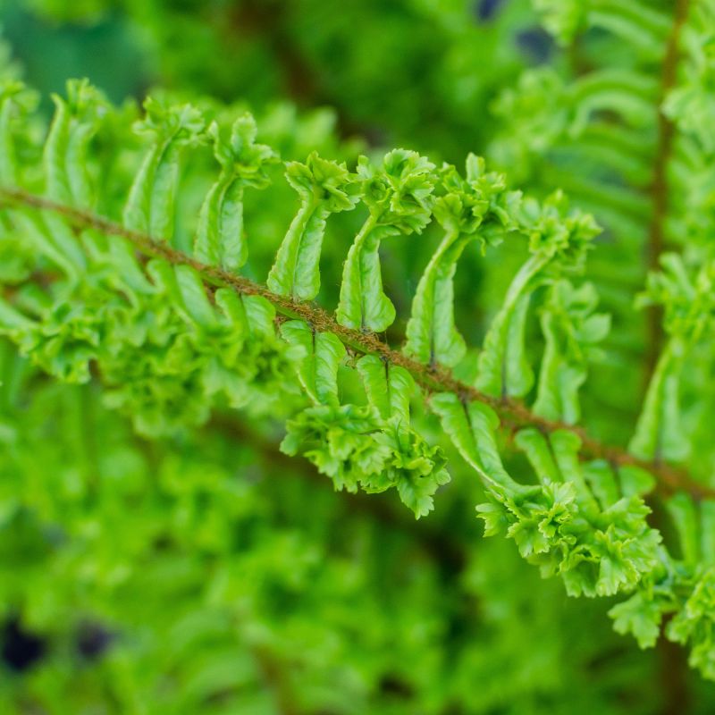 Dryopteris Affinis Cristata The King Fern Close