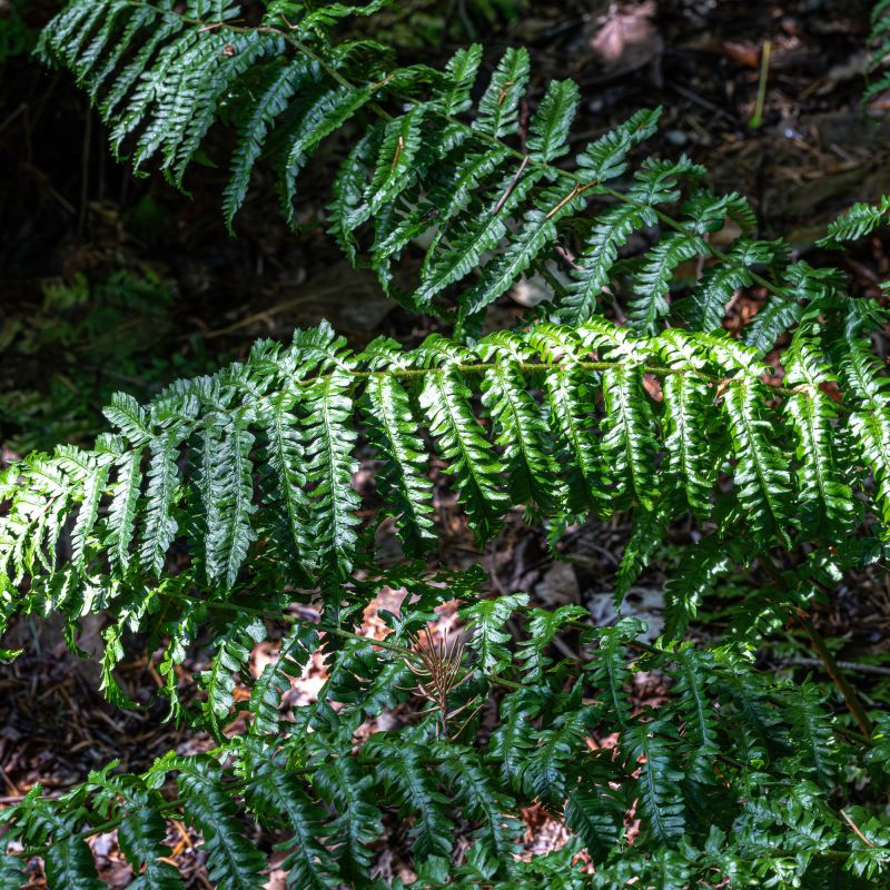 Dryopteris Affinis Cristata The King Fern Group