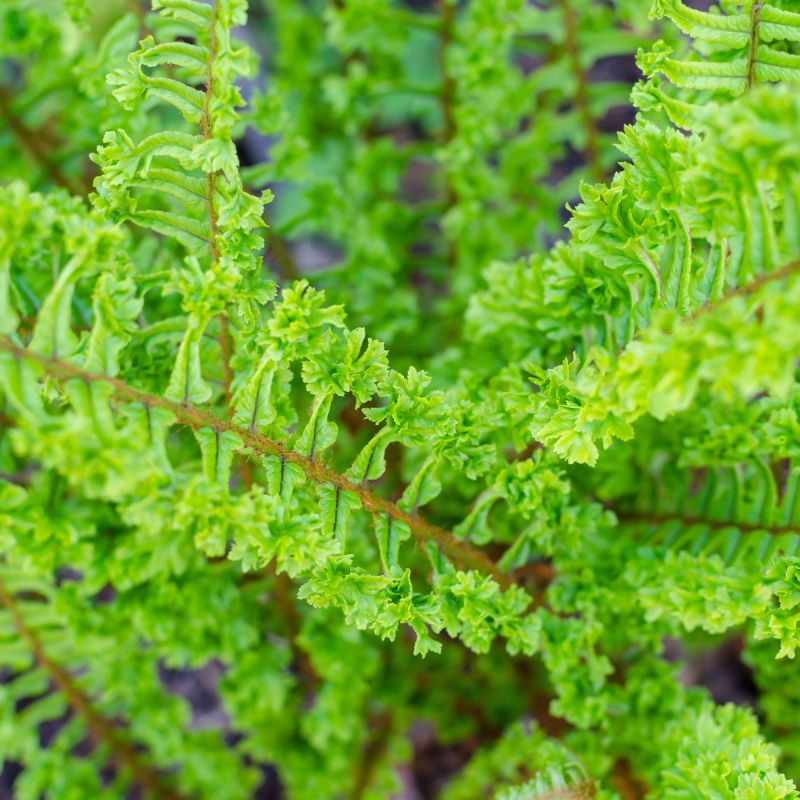 Dryopteris Affinis Cristata The King Fern Hero