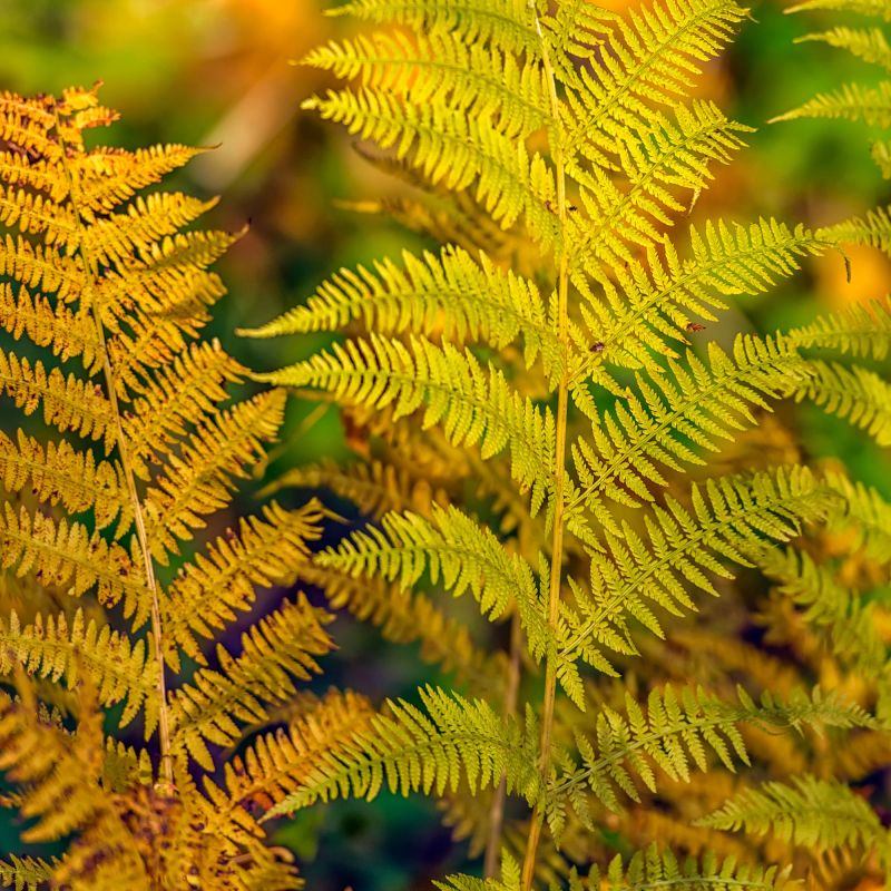 Dryopteris Erythrosora Fern Hero