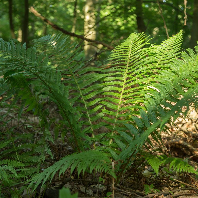 Dryopteris Filix Mas Fern Hero
