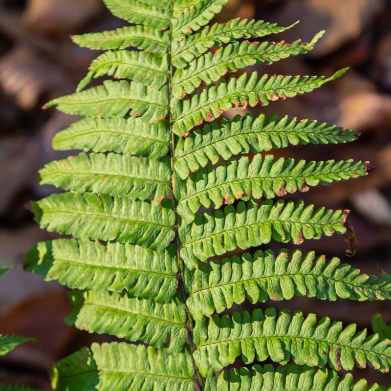 Dryopteris Goldiana Fern Close